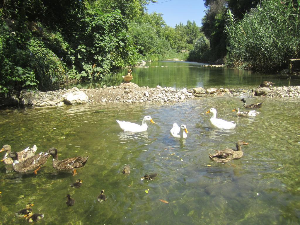 Arikanda River Garden Hotel Adrasan Dış mekan fotoğraf